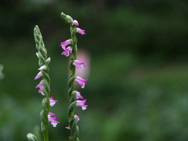 百花齊放的屍魂界,說說《死神》漫畫中以“植物”來命名的斬魄刀 百花齊放的屍魂界,說說《死神》漫畫中以“植物”來命名的斬魄刀