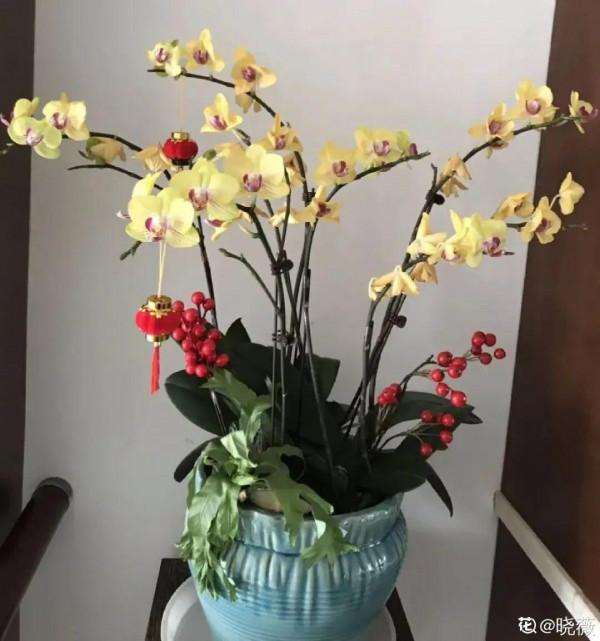 家裡的花別亂放，放錯地方，容易把花養死