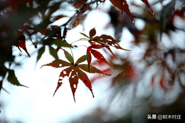 伏藏，是一種隱巧於拙