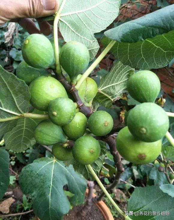 陽臺也能養無花果，注意這三點，蹭蹭冒芽，咕嚕咕嚕結碩果