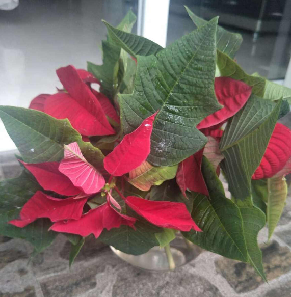 7種花，冬天人氣旺，夏天該咋養？