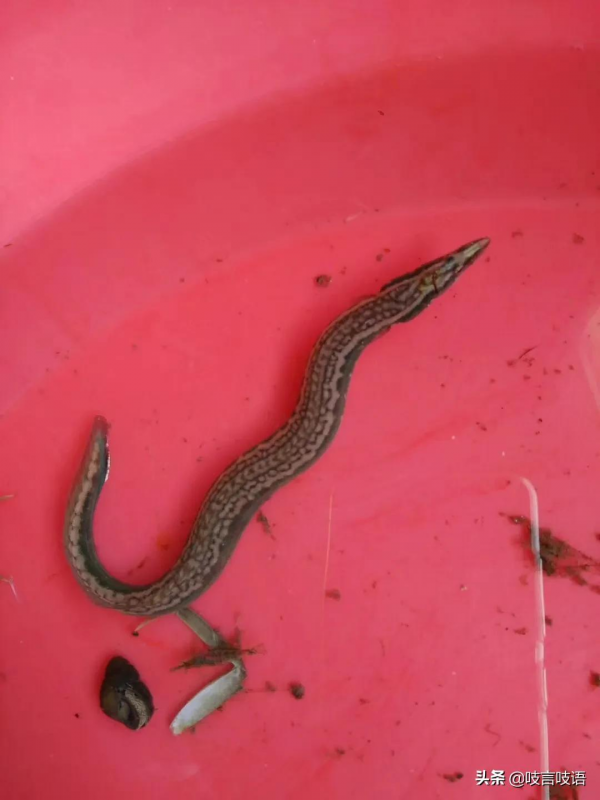 農村的河流還能見到它的身影嗎? 農村的河流還能見到它的身影嗎?