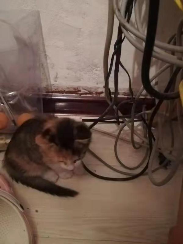 我可愛的小貓咪