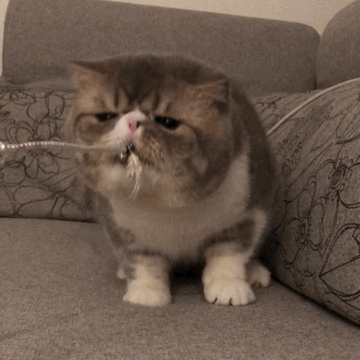 這幾種貓，不建議帶回家，養了會發現根本接受不了