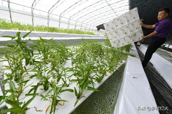 魚菜共生?別被表象迷惑!虛假的繁榮背後,還隱藏著這些“坑” 魚菜共生?別被表象迷惑!虛假的繁榮背後,還隱藏著這些“坑”