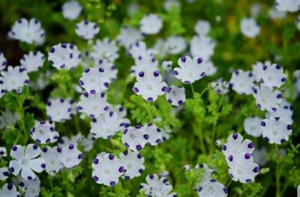 走進藍色海洋,你就是女王!嬰兒的蘭眼睛—喜林草。挺住,別迷路 走進藍色海洋,你就是女王!嬰兒的蘭眼睛—喜林草。挺住,別迷路