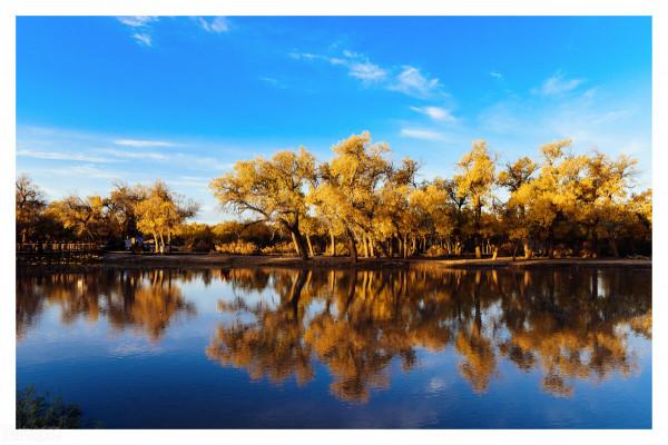 我的天堂胡楊林 我的天堂胡楊林