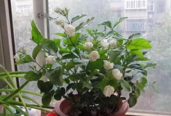 秋季要給花換盆？做好6個關鍵操作，澆水多點也不容易爛根