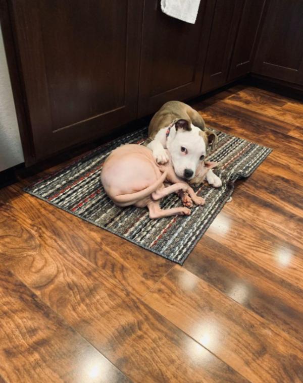 將狗子送去託管班，卻總是收到老師的批評：這哪裡是來上課的？