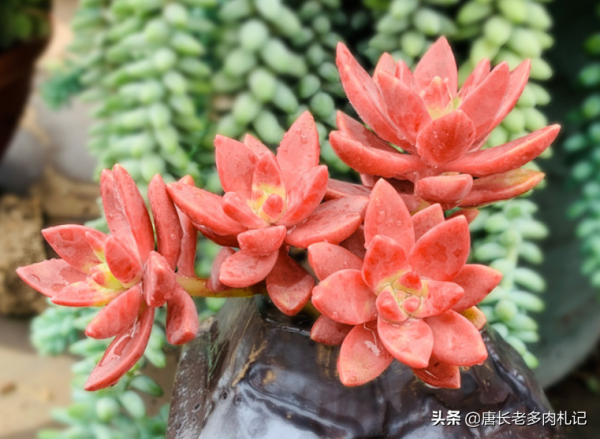 今年最火的多肉?我統計出這8個品種,看看你有沒有跟上潮流? 今年最火的多肉?我統計出這8個品種,看看你有沒有跟上潮流?