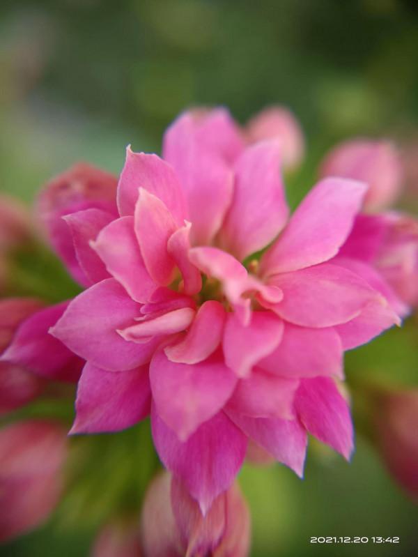 冬天才是賞花天啊