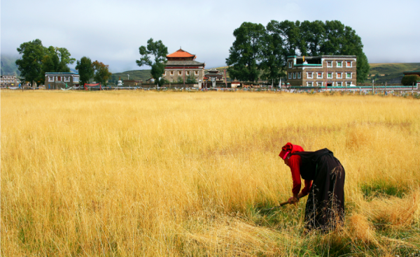 什麼時候去稻城最好？這樣走超級爽