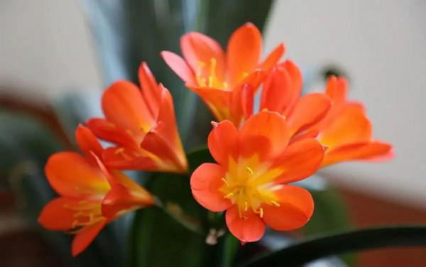 年宵花清單已公佈，一共5種，花朵豔麗又喜慶，君子蘭奪得榜首