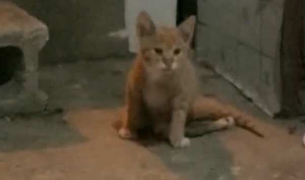 老鷹凍在湖面無法動彈,過路大叔趕緊幫忙,還有小貓咪也需要幫助 老鷹凍在湖面無法動彈,過路大叔趕緊幫忙,還有小貓咪也需要幫助