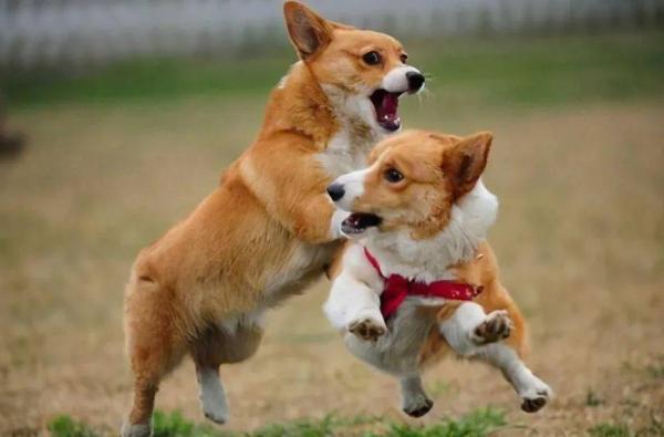 狗狗為啥喜歡聞屁股?真不是“變態”,原因是這幾點 狗狗為啥喜歡聞屁股?真不是“變態”,原因是這幾點