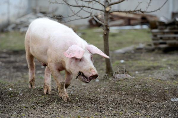 四川奇葩美食｜臭豬肉，當地人：你們想吃都沒機會