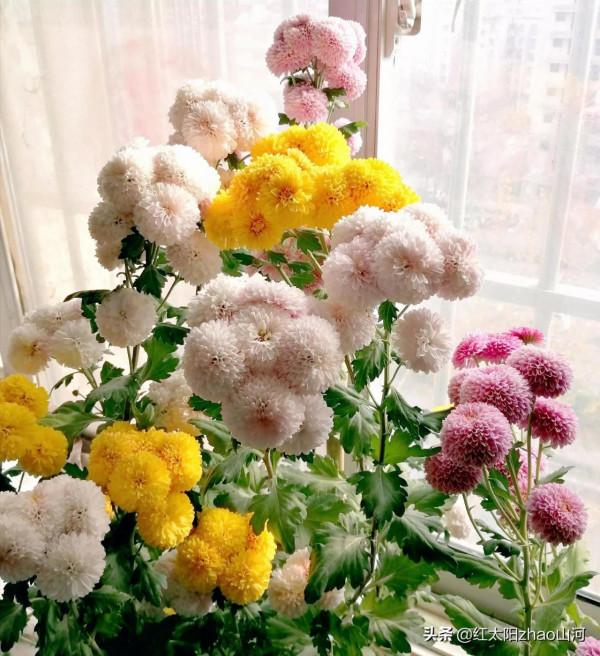 第一次給條友郵遞菊花苗，也還行？