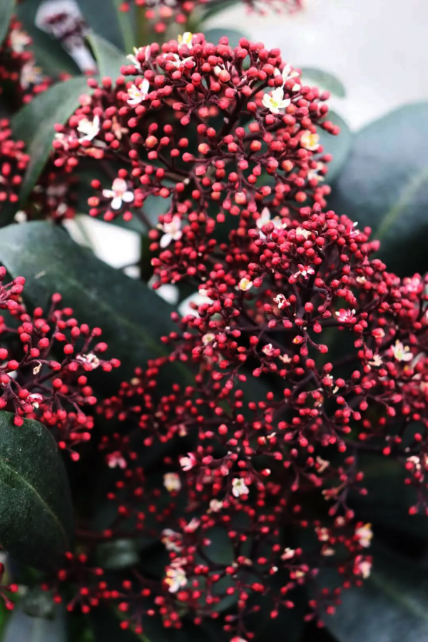 紅火過年，寓意吉祥，春節年宵花選購指南第1期，附養護攻略