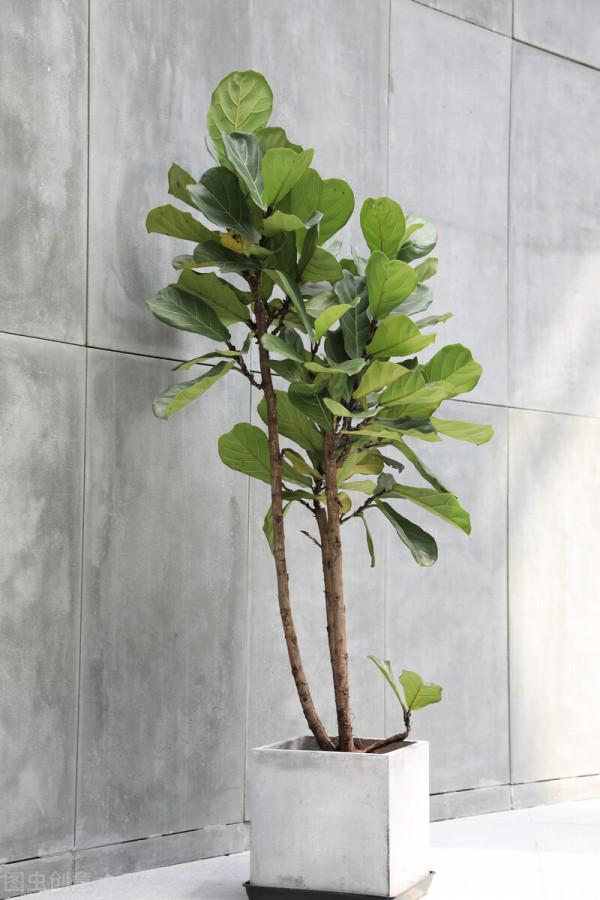 客廳層次感太弱？養這6種綠植試試，大氣又立體，幸福感倍增