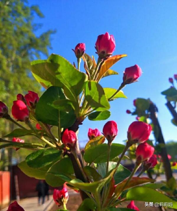分享——海棠花