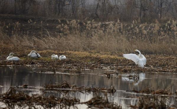 天鵝怎麼選擇在這個小河溝歇腳? 天鵝怎麼選擇在這個小河溝歇腳?