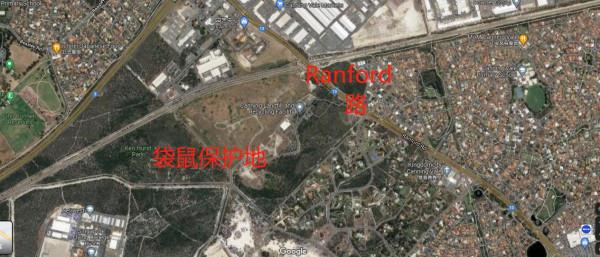 真要殺死300只袋鼠？澳洲政府：安置它們太費錢