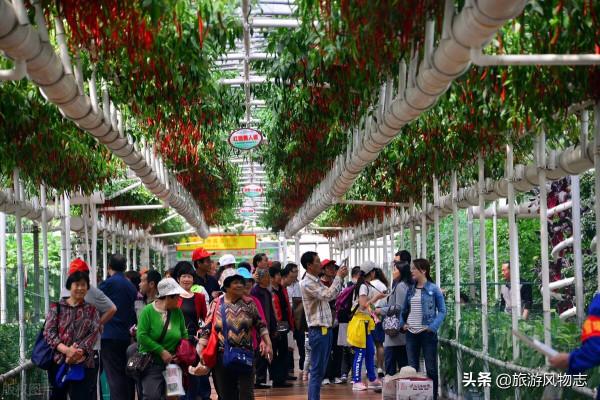 山東農業有多強?盤點山東10大特色之鄉,有你家鄉嗎? 山東農業有多強?盤點山東10大特色之鄉,有你家鄉嗎?