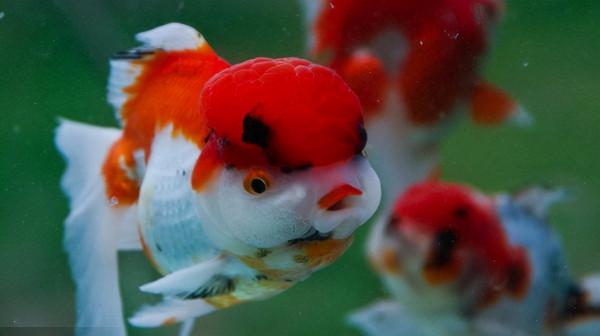 五光十色的觀賞魚