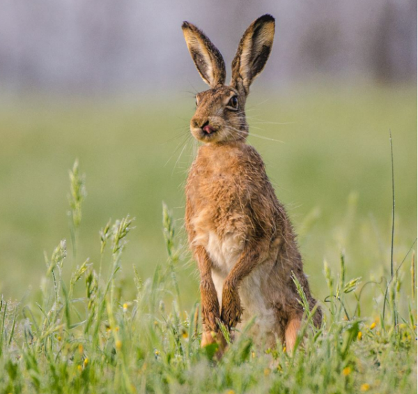 野生動物也會雜交，其後代有多慘？是否該禁止動物雜交？