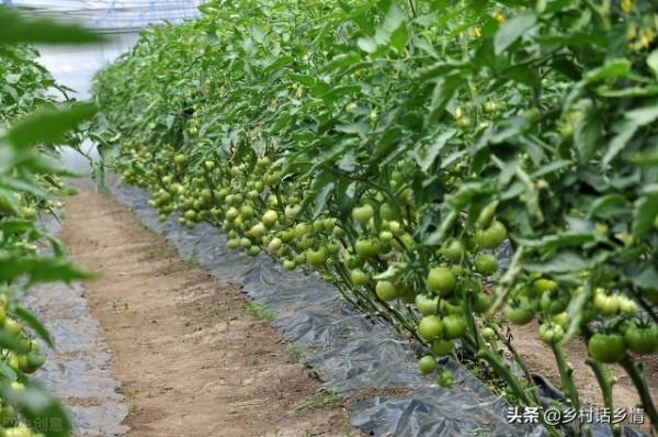 種植就用三種萬能肥料配方，學會了生根壯苗又增產，無可替代