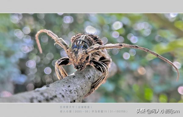 手機昆蟲攝影:天牛,拍攝技巧分享,你見過這幾種天牛嗎? 手機昆蟲攝影:天牛,拍攝技巧分享,你見過這幾種天牛嗎?