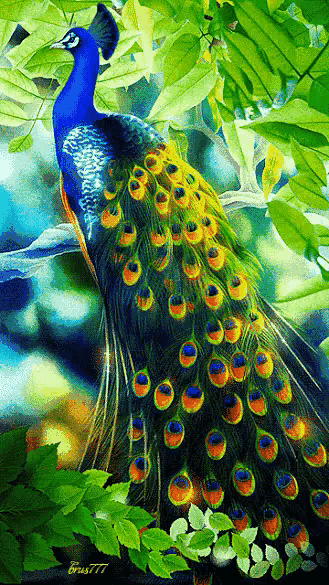 人生最美幾何時 看見孔雀和鳳凰 雙福來襲