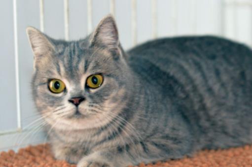 全球十大最受歡迎寵物排名，寵物貓狗成為人們首選