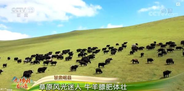 走進鄉村看小康 | 甘肅岷縣：草原風光迷人 牛羊膘肥體壯