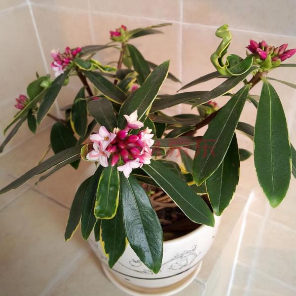 “壽命長”的11種花，好養寓意好，越養越值錢