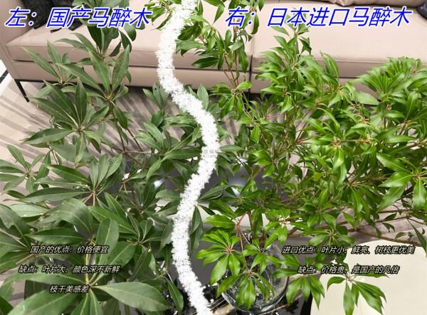 質問設計師：這些“網紅家居產品”，你們自己會拿回家用嗎？