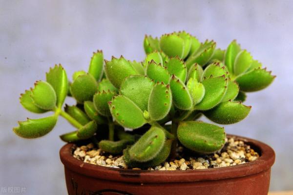 有趣的綠植，像是長了滿盆小動物，超可愛