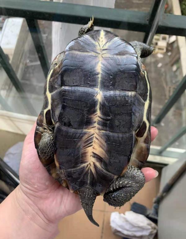 烏龜腐甲怎麼辦，如何判斷是否腐甲（2）