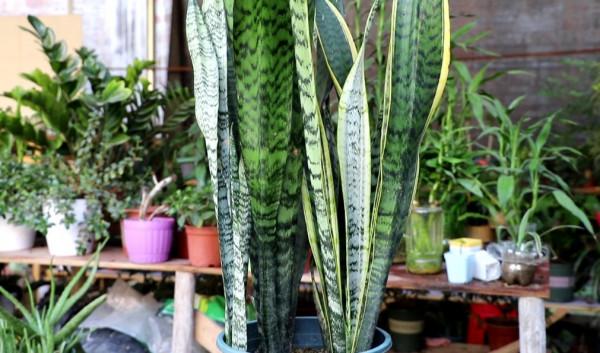 虎皮蘭有“2怕3不喜”，做錯了長不旺，還容易爛根爛葉