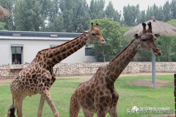 絕美的秋色，動物朋友們都陶醉了