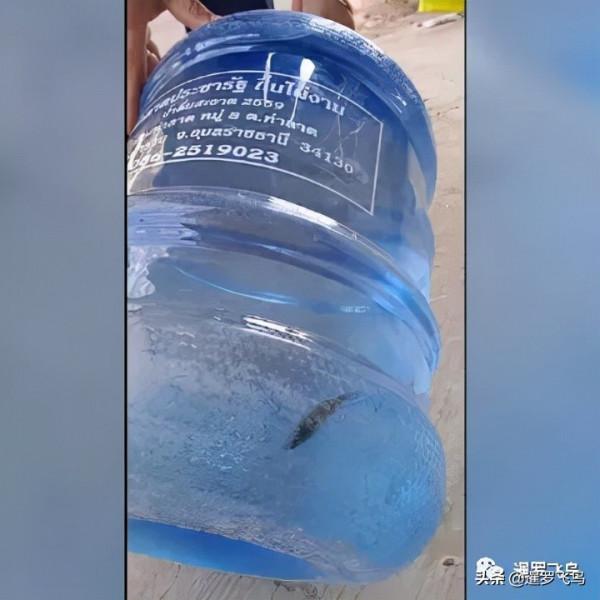 離奇！桶裝水中發現活魚，泰國一水廠被勒令停業整頓