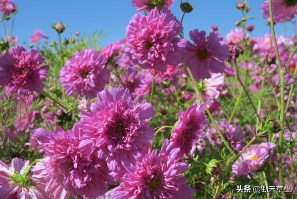 花海花田系列-波斯菊 花海花田系列-波斯菊