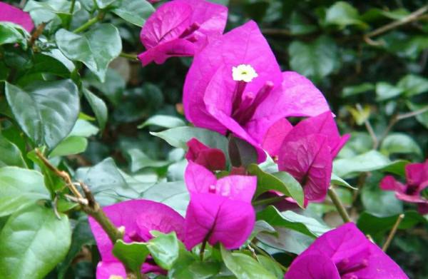 養三角梅，兩種枝條別混淆，不然光長葉不開花，白費力氣