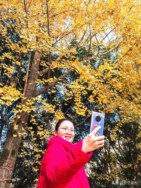 長寧城區銀杏盛開美如畫