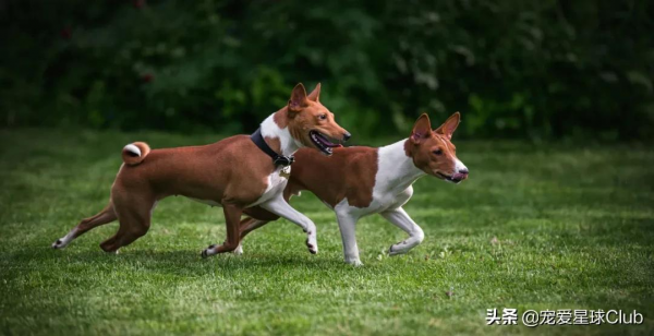 百科 | 巴辛吉，犬界歌唱家