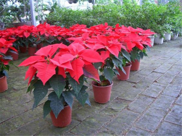 哪些花最好別在家裡養?聽我一句勸:這5種家養實在不太妥當 哪些花最好別在家裡養?聽我一句勸:這5種家養實在不太妥當