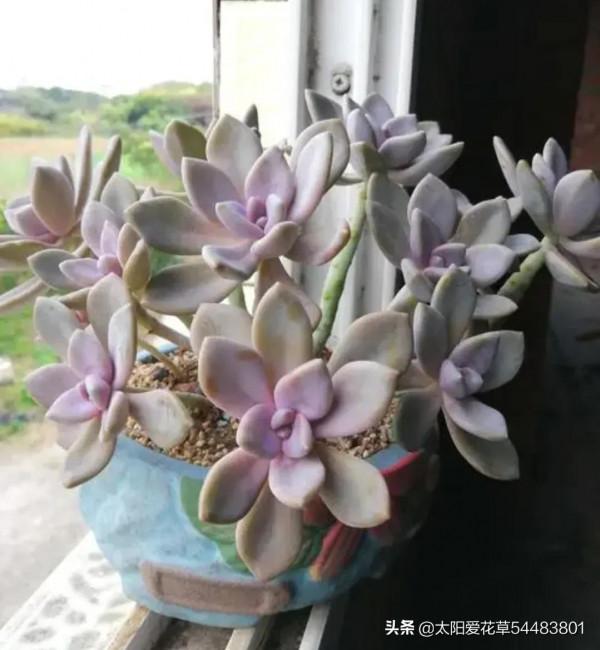 分享6種超級好養的多肉，輕鬆養爆盆又漂亮，養再多都不嫌夠
