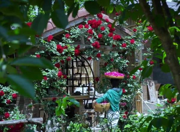 李子柒傳播的十大東方文化十首詩（前五），她與薇婭你更喜歡誰？