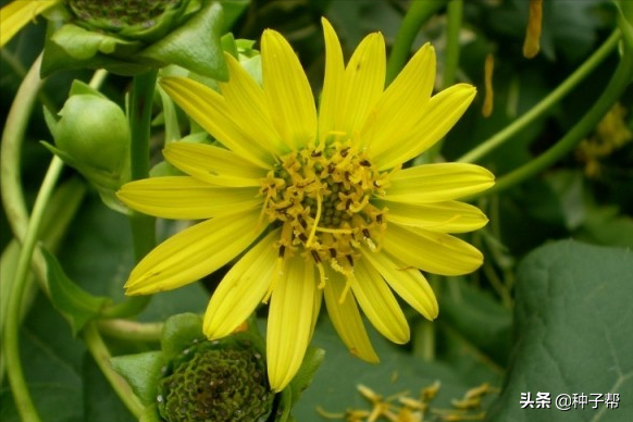 能收割15年的大葉蛋白菊，被人吹捧的很厲害，它究竟是一種什麼草