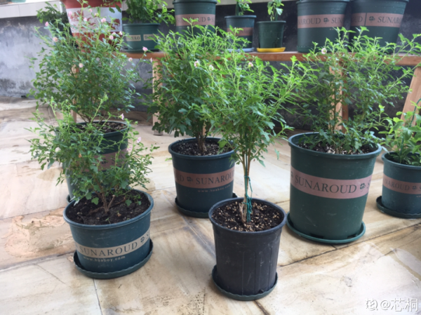 現在給花上秋肥,杆子粗、葉子密,不然冬天都凍死 現在給花上秋肥,杆子粗、葉子密,不然冬天都凍死